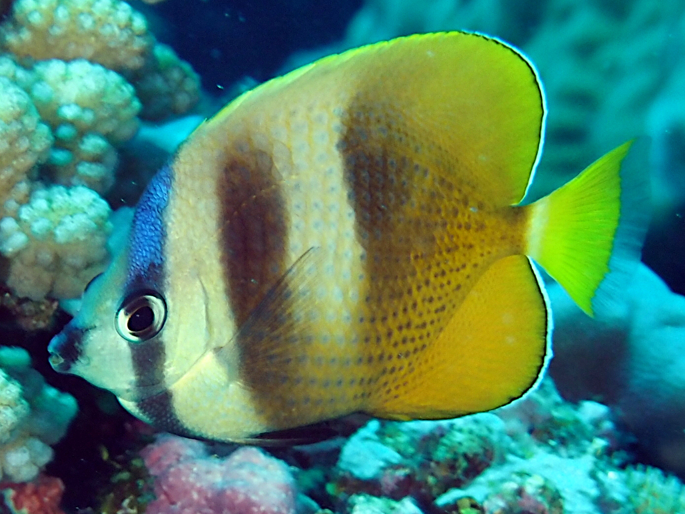 Blacklip Butterflyfish - Chaetodon kleinii