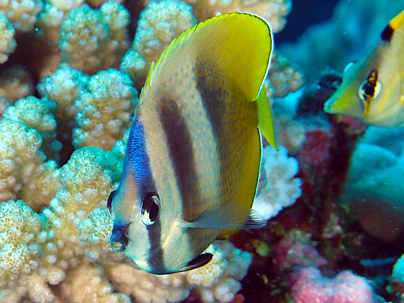 Blacklip Butterflyfish - Chaetodon kleinii