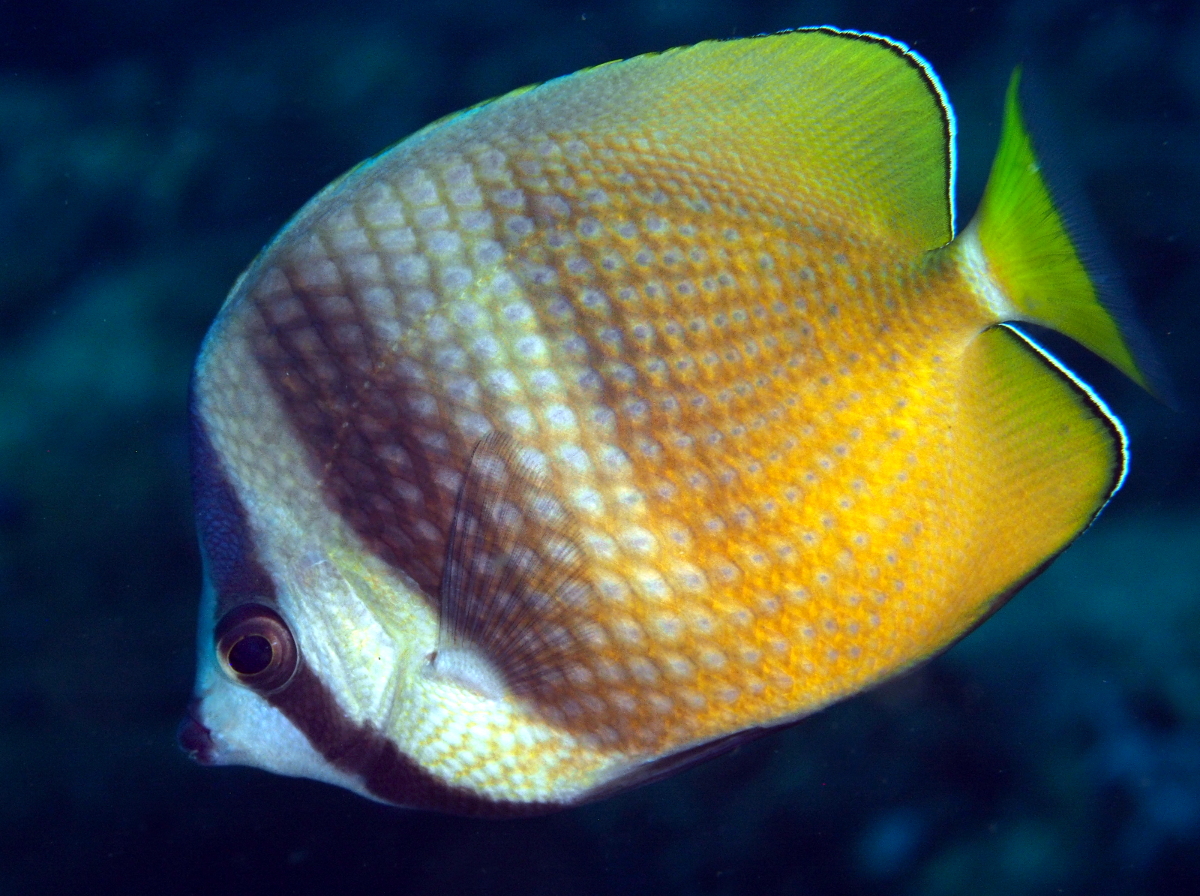 Blacklip Butterflyfish - Chaetodon kleinii