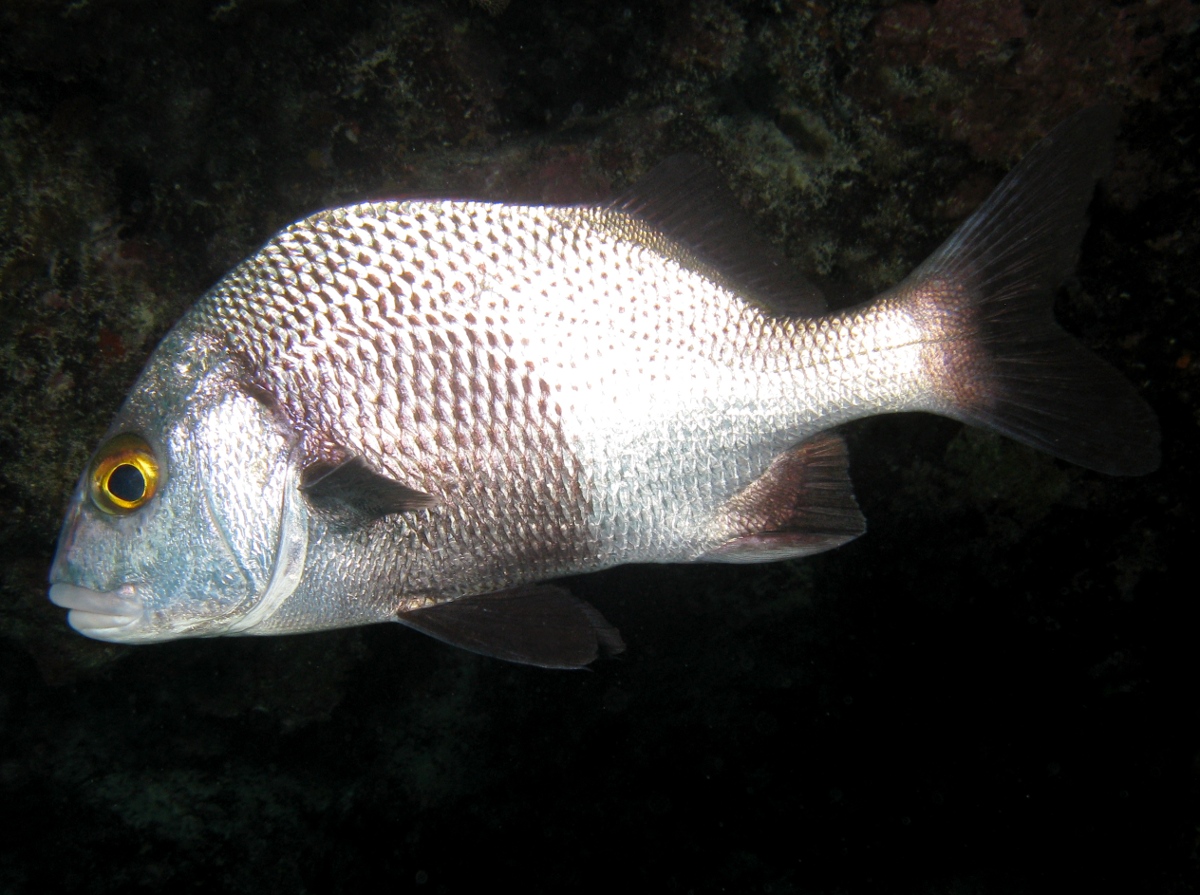 Black Margate - Anisotremus surinamensis