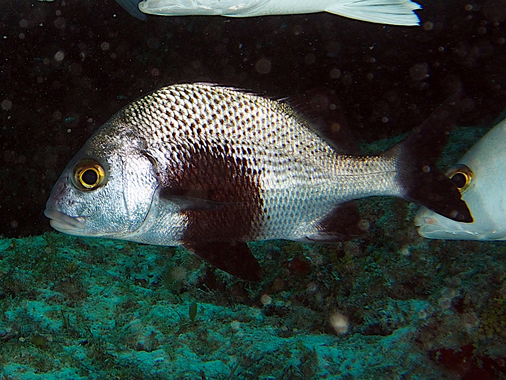 Black Margate - Anisotremus surinamensis