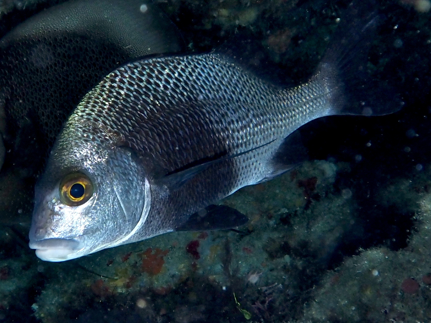 Black Margate - Anisotremus surinamensis