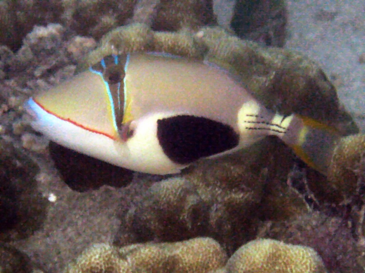 Blackpatch Triggerfish - Rhinecanthus verrucosus - Palau