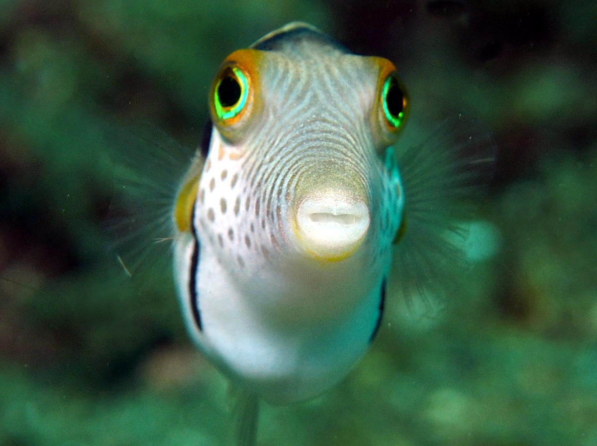 Black-Saddled Toby - Canthigaster valentini