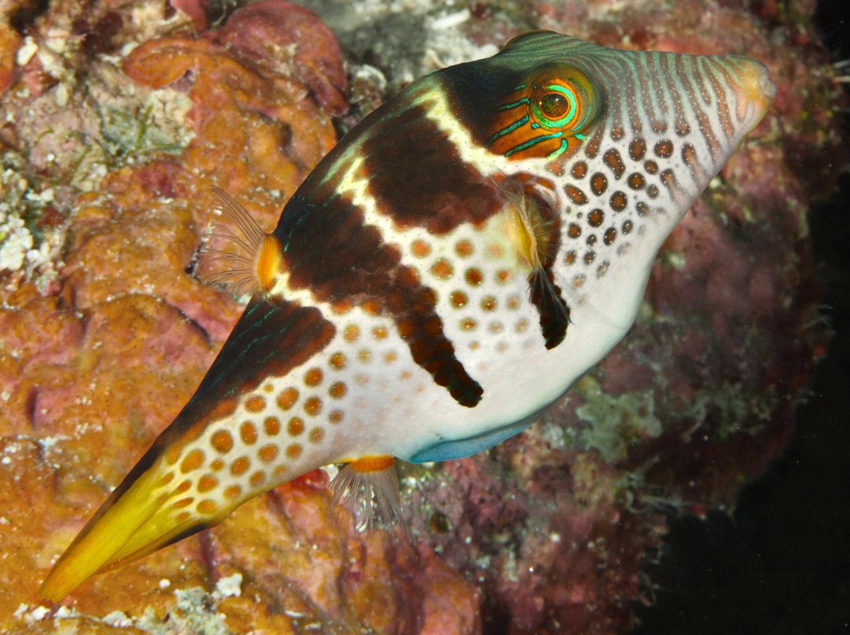 Black-Saddled Toby - Canthigaster valentini