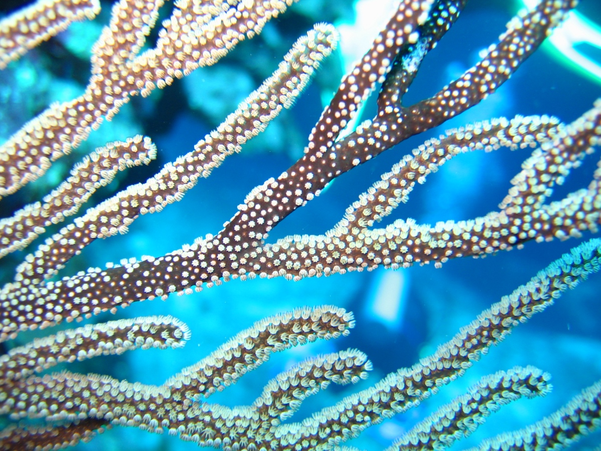Black Sea Rod - Plexaura homomalla