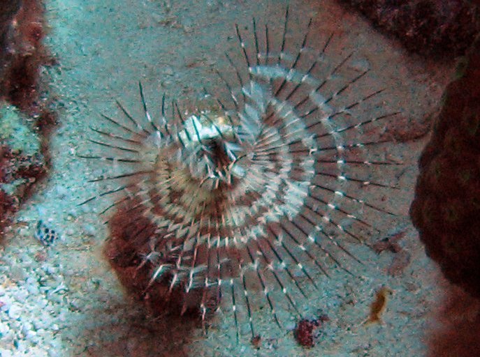 Black-Spotted Feather Duster - Branchiomma nigromaculata