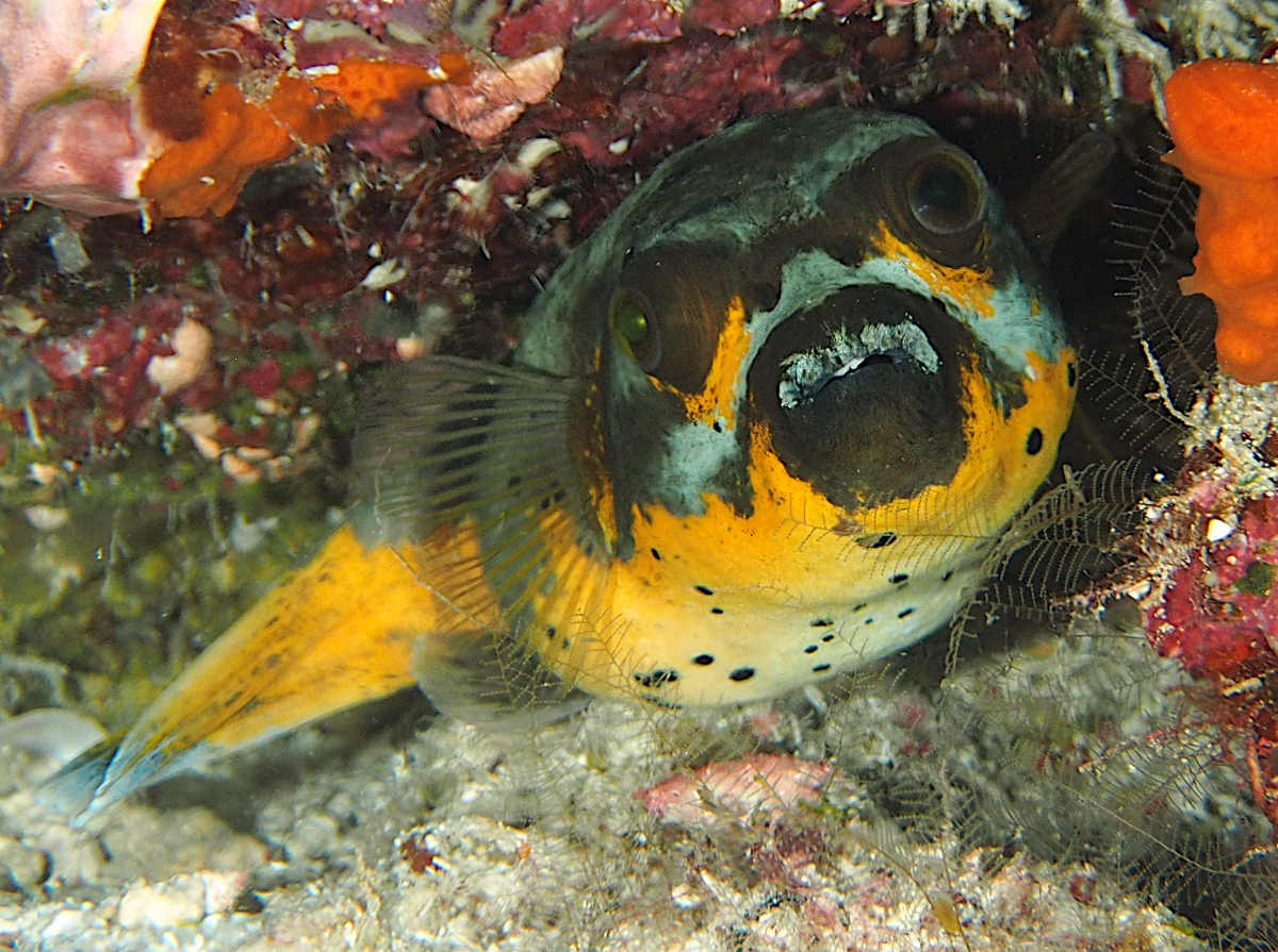 Blackspotted Puffer - Arothron nigropunctatus