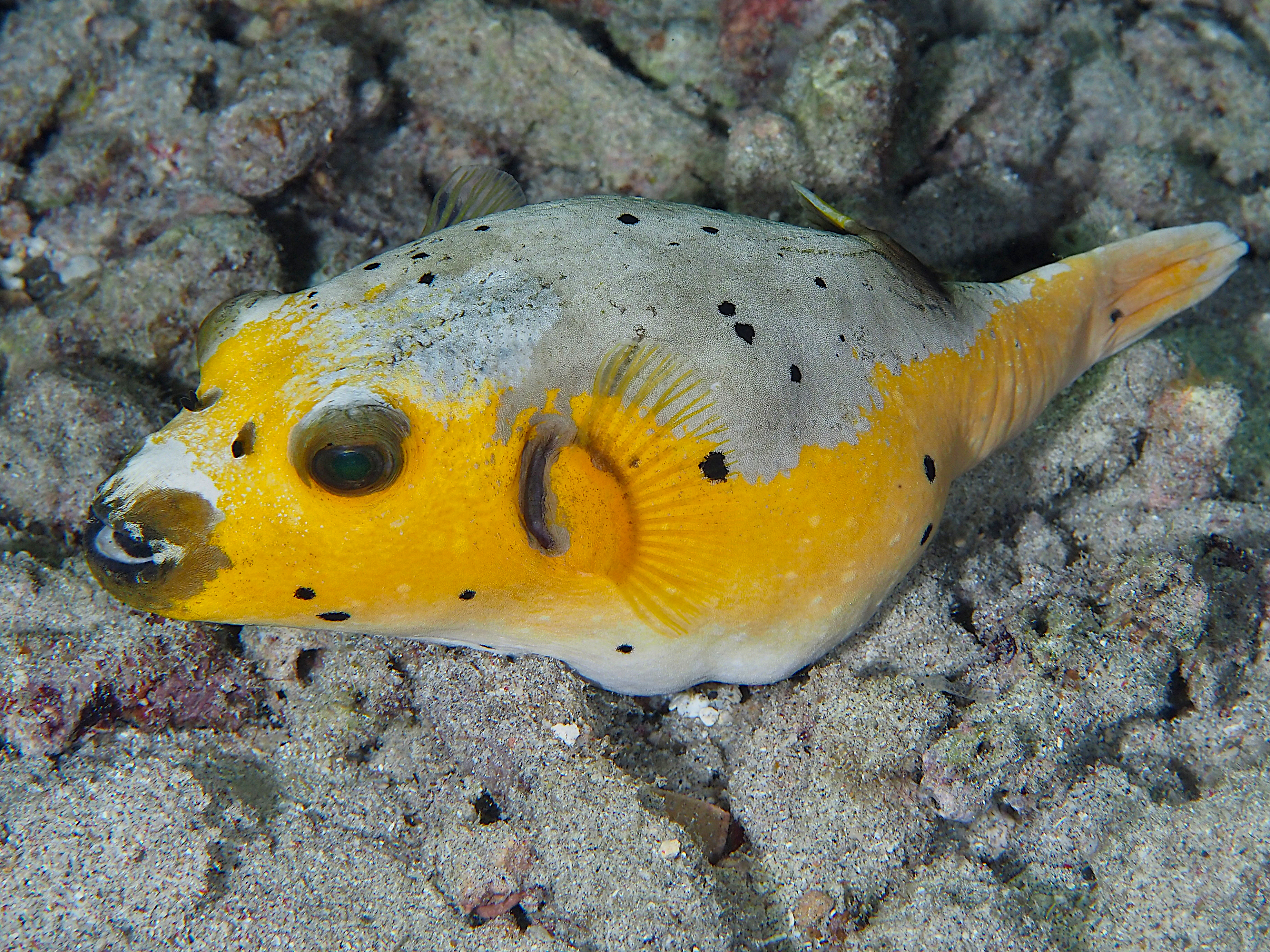 Blackspotted Puffer - Arothron nigropunctatus