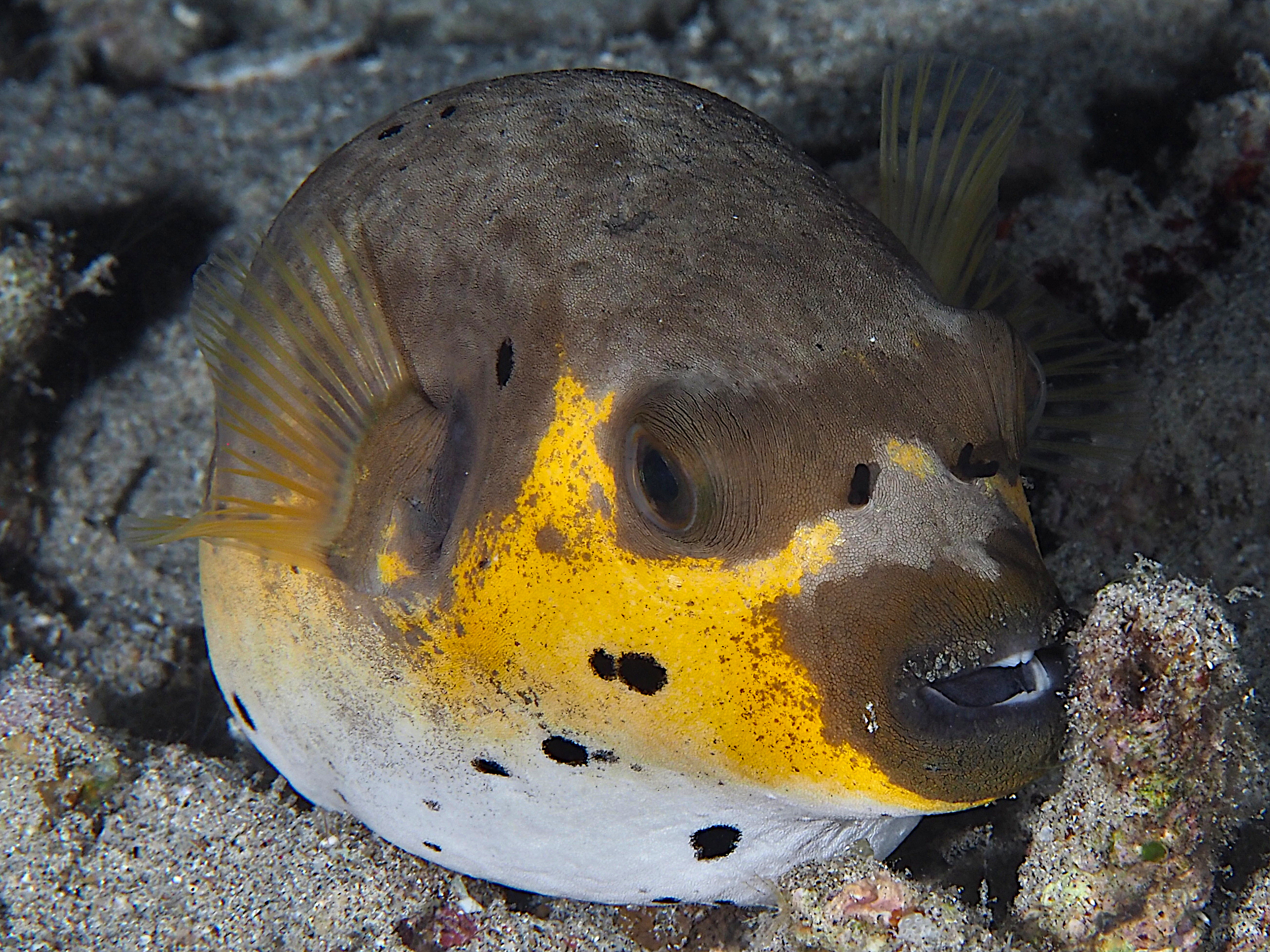 Blackspotted Puffer - Arothron nigropunctatus