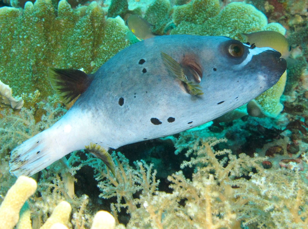 Blackspotted Puffer - Arothron nigropunctatus