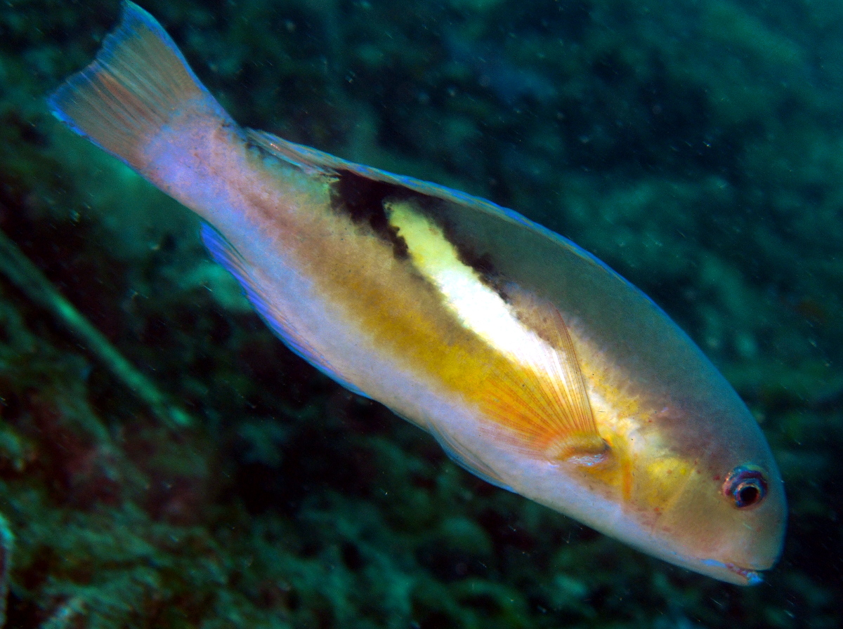 Blacksaddle Tuskfish - Choerodon zosterophorus - Lembeh Strait, Indonesia