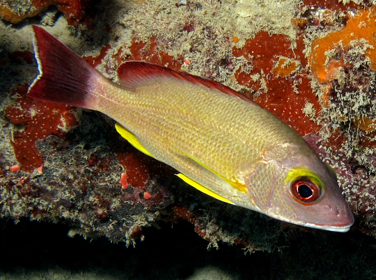 Blacktail Snapper - Lutjanus fulvus