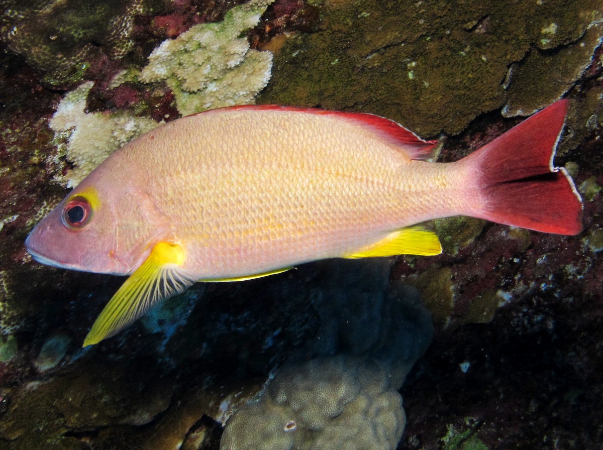 Blacktail Snapper - Lutjanus fulvus