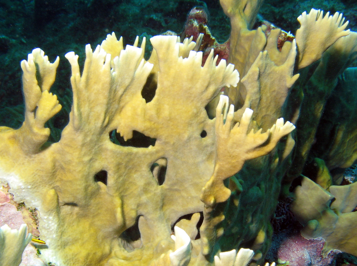 Blade Fire Coral - Millepora Complanata