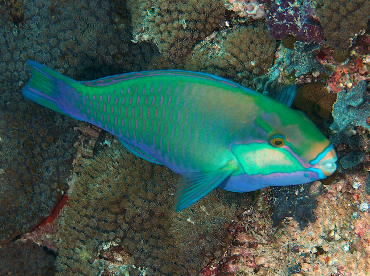 Bleeker's Parrotfish - Chlorurus bleekeri