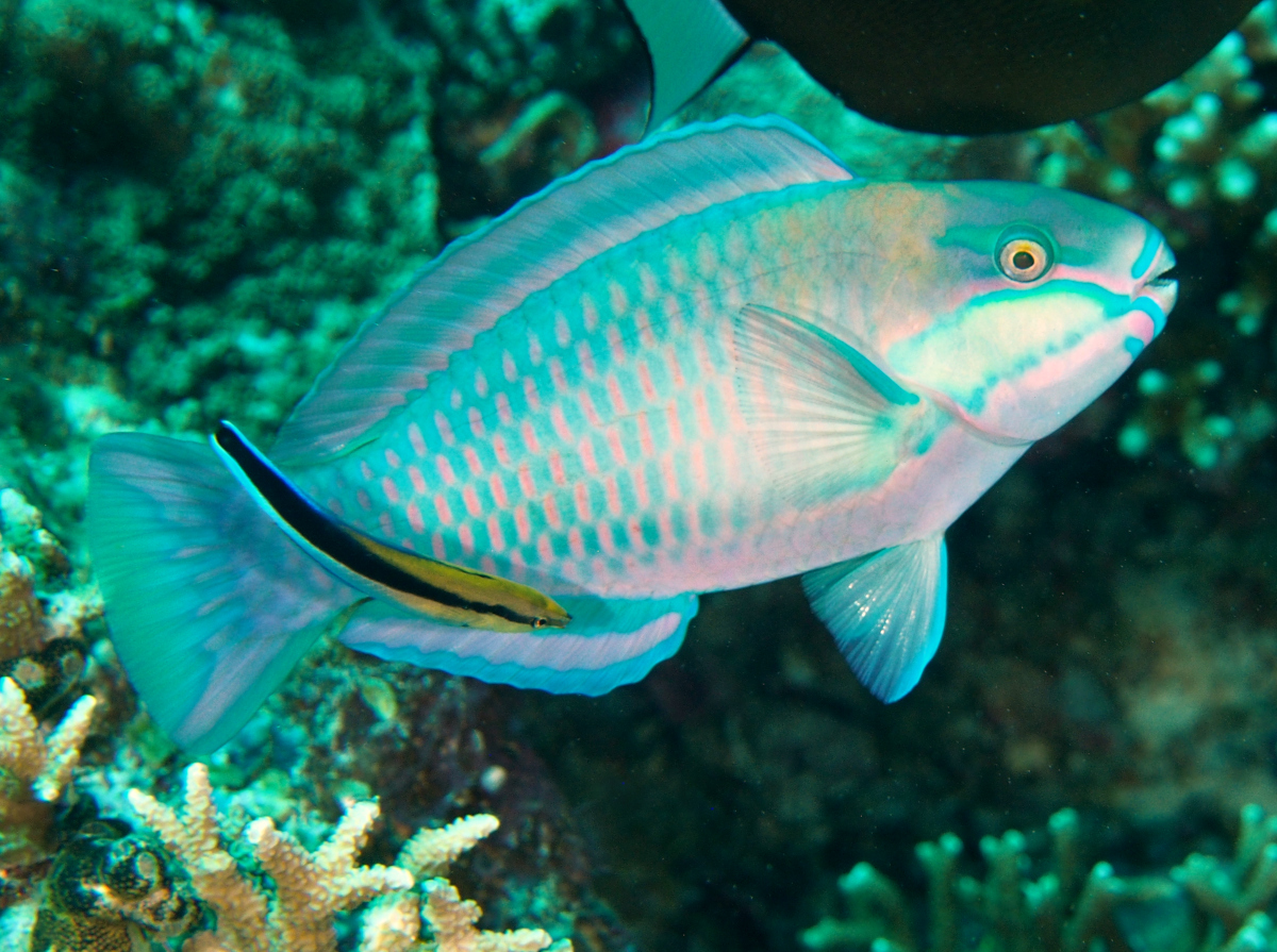 Bleeker's Parrotfish - Chlorurus bleekeri