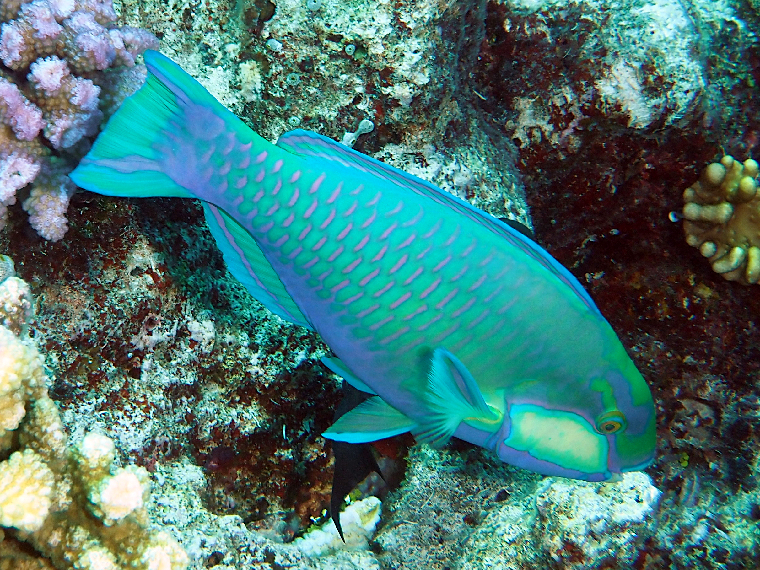 Bleeker's Parrotfish - Chlorurus bleekeri