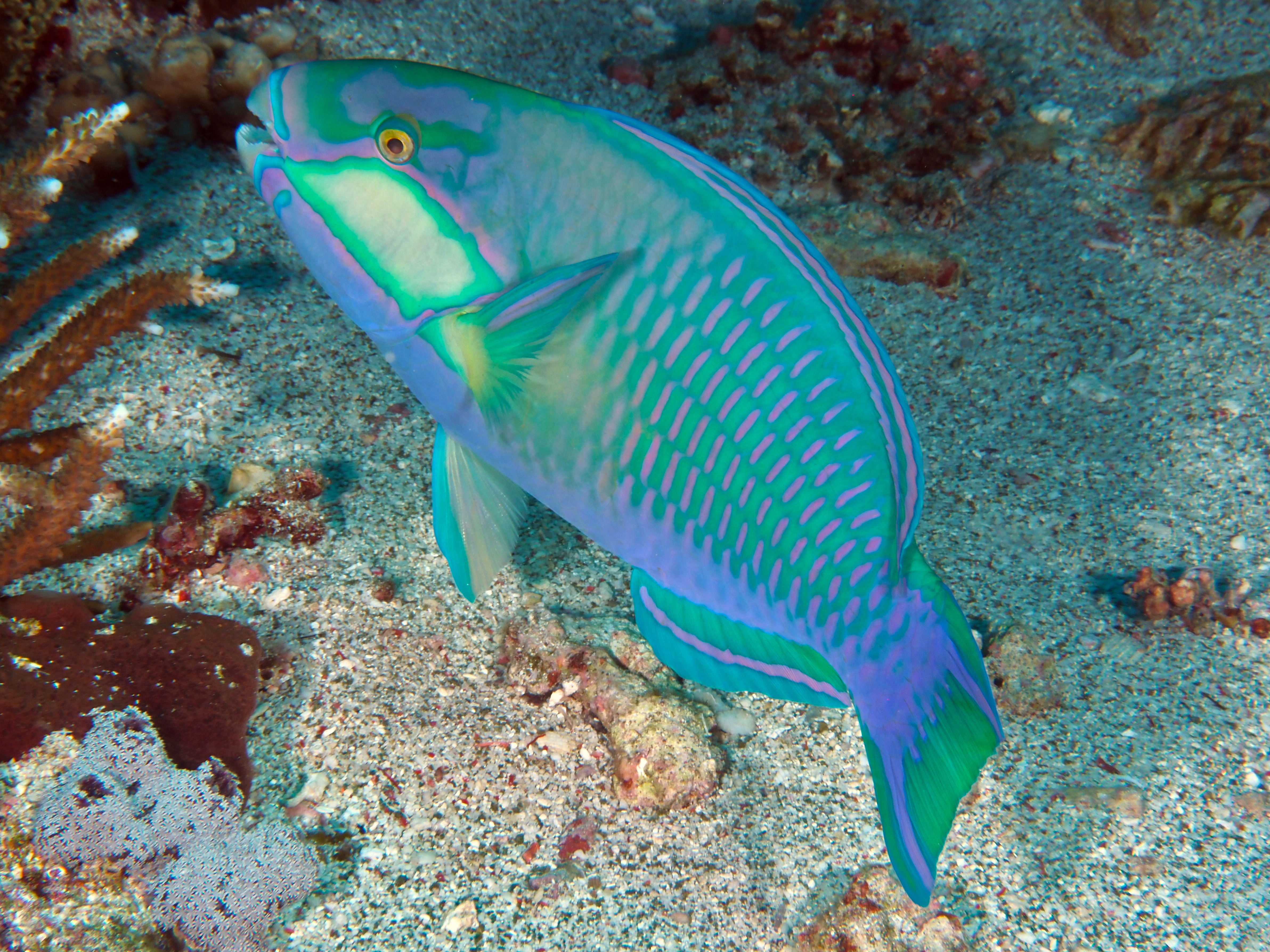 Bleeker's Parrotfish - Chlorurus bleekeri