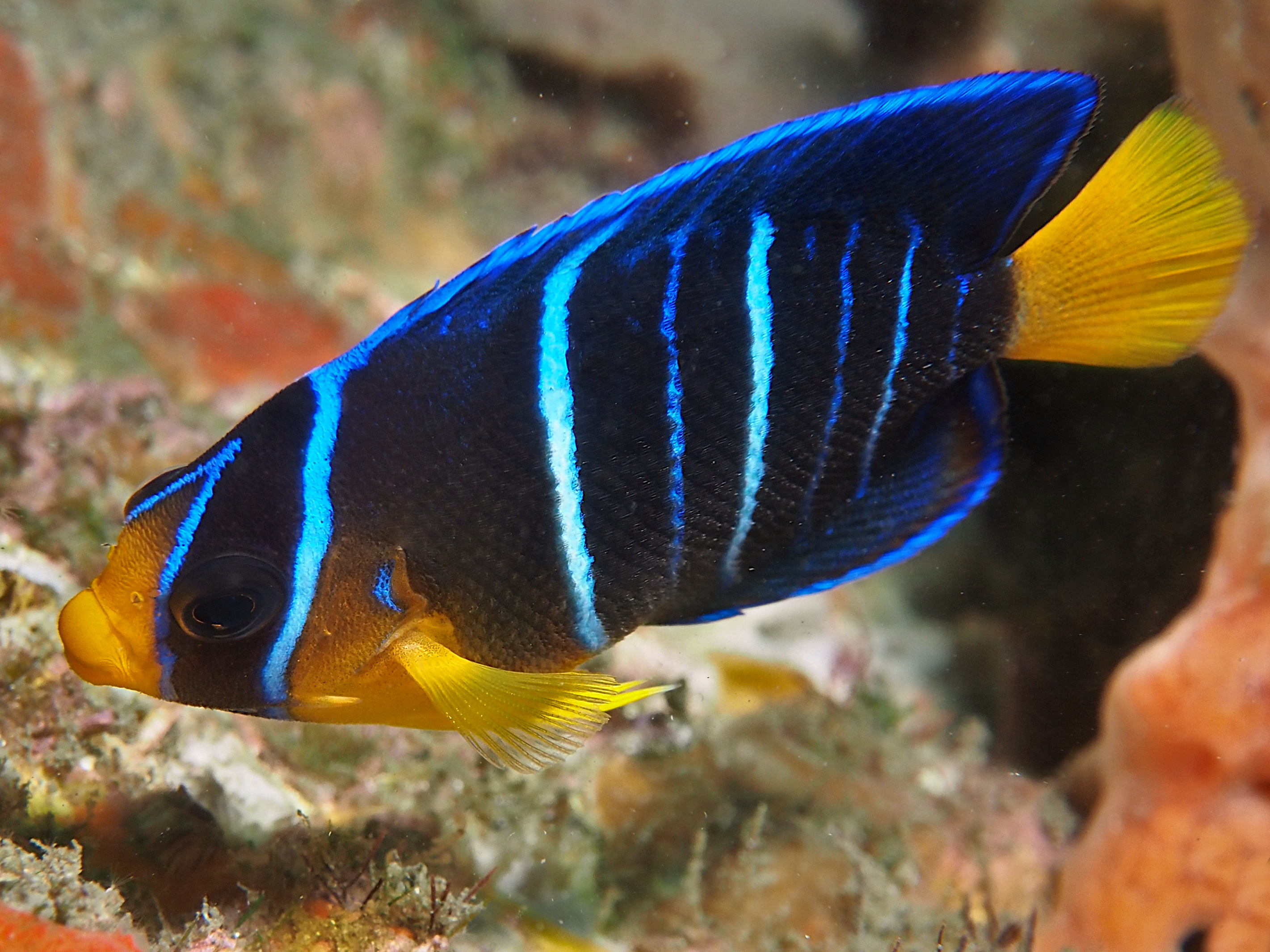 Blue Angelfish - Holacanthus bermudensis