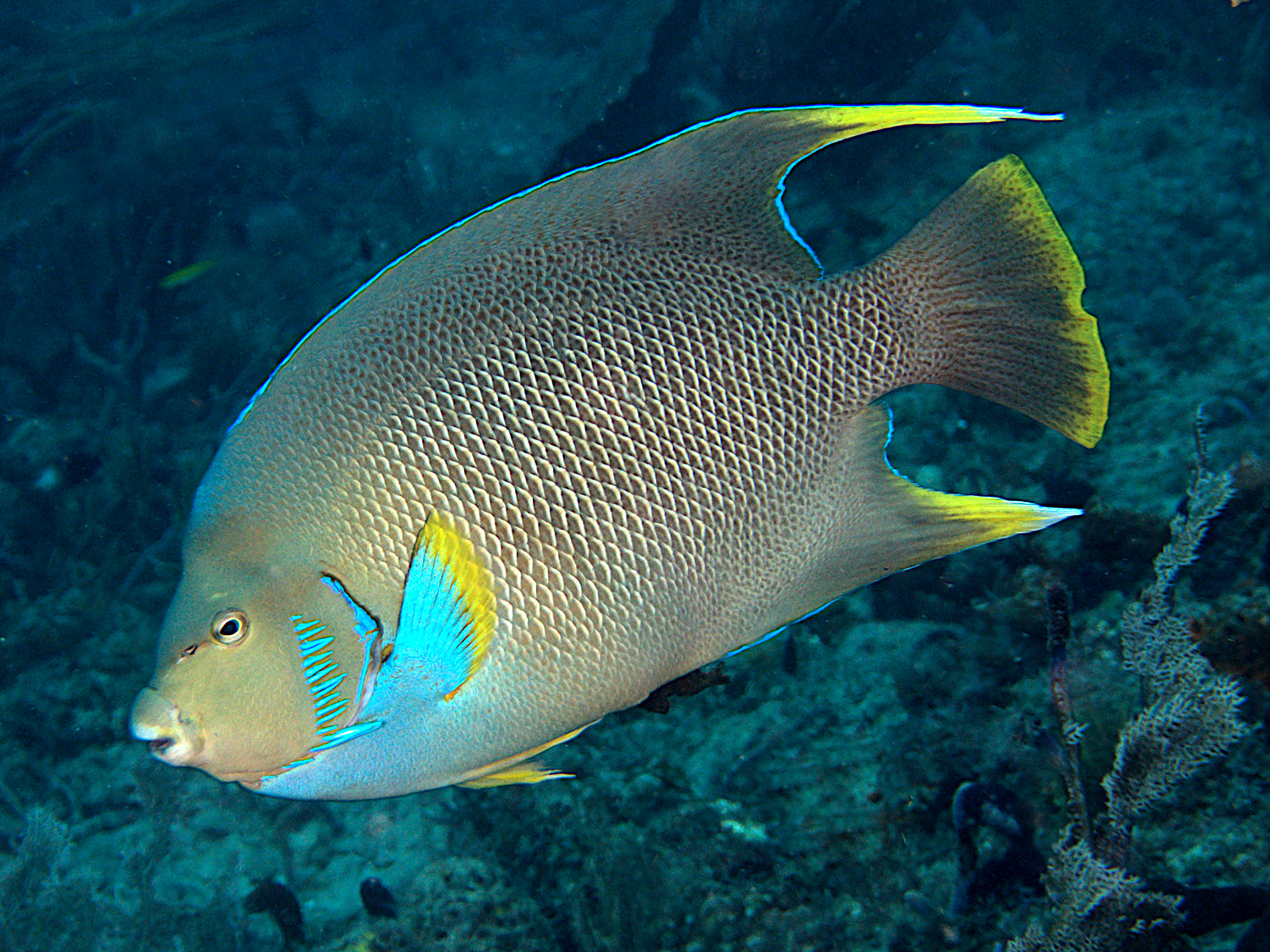 Blue Angelfish - Holacanthus bermudensis