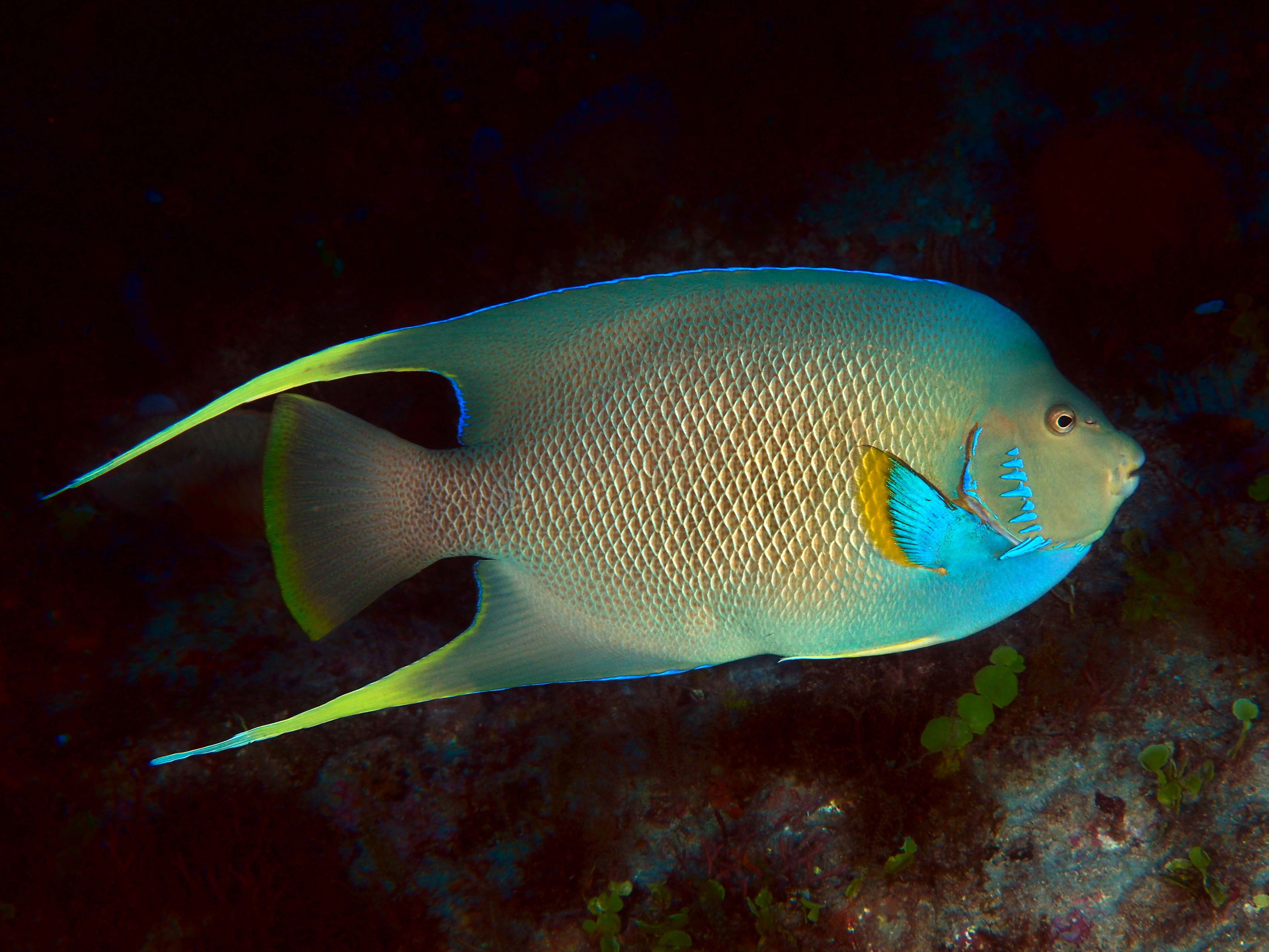 Blue Angelfish - Holacanthus bermudensis