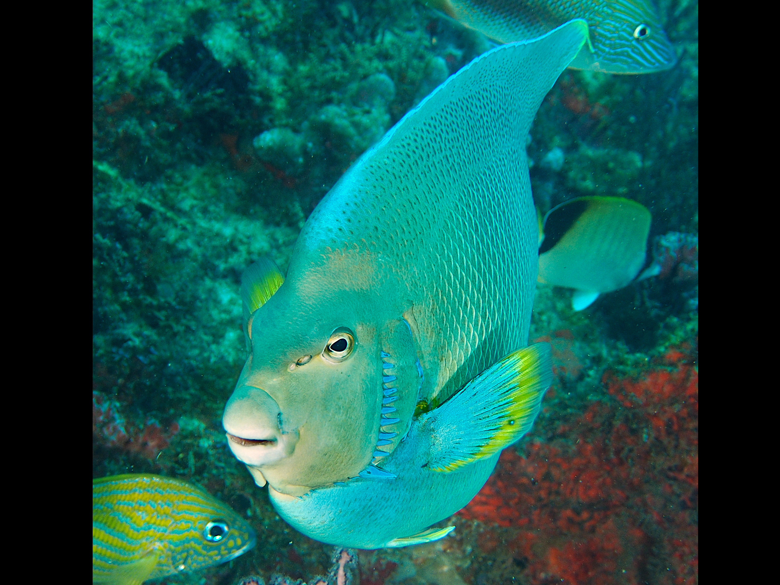 Blue Angelfish - Holacanthus bermudensis