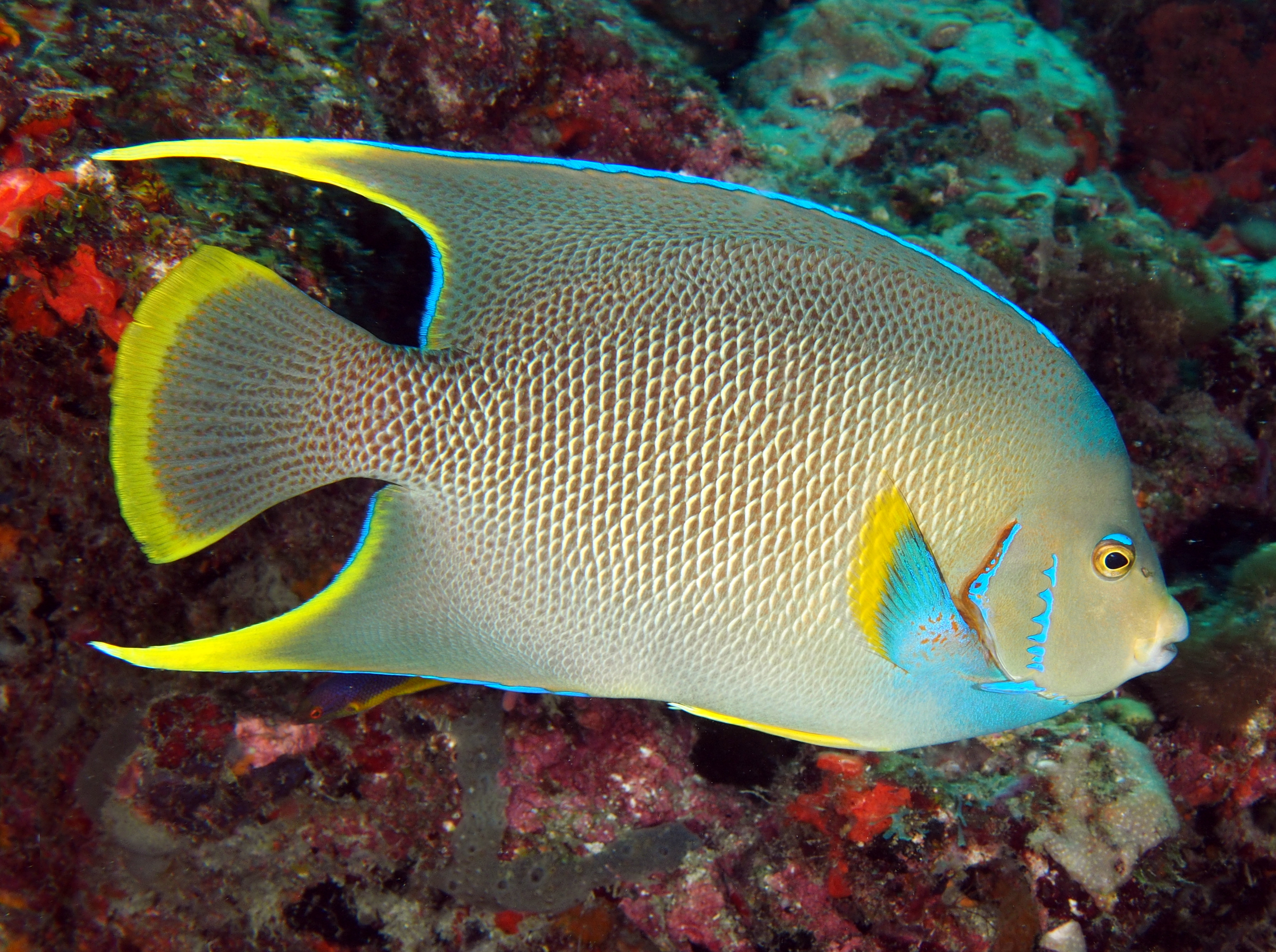 Blue Angelfish - Holacanthus bermudensis