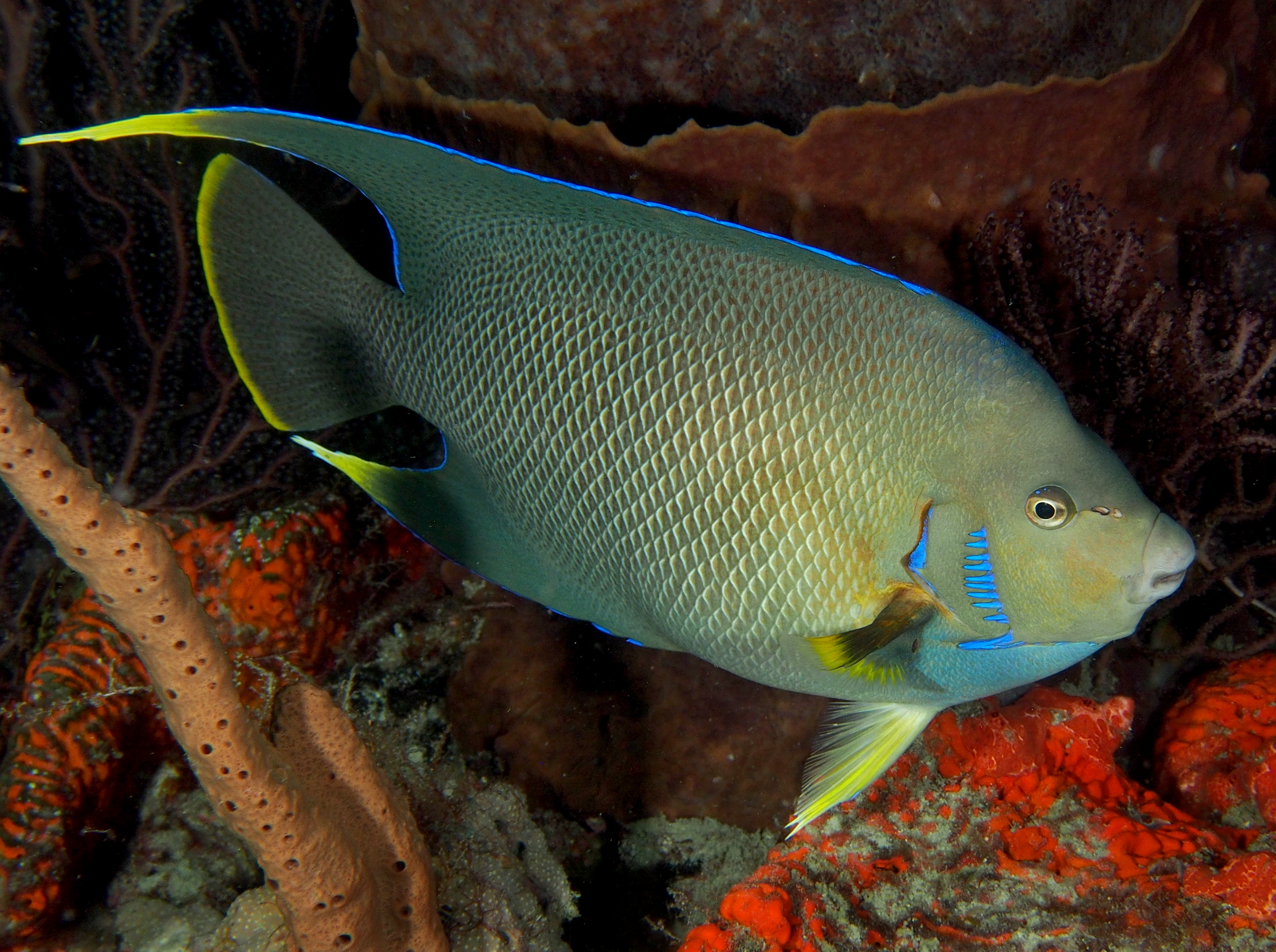 Blue Angelfish - Holacanthus bermudensis