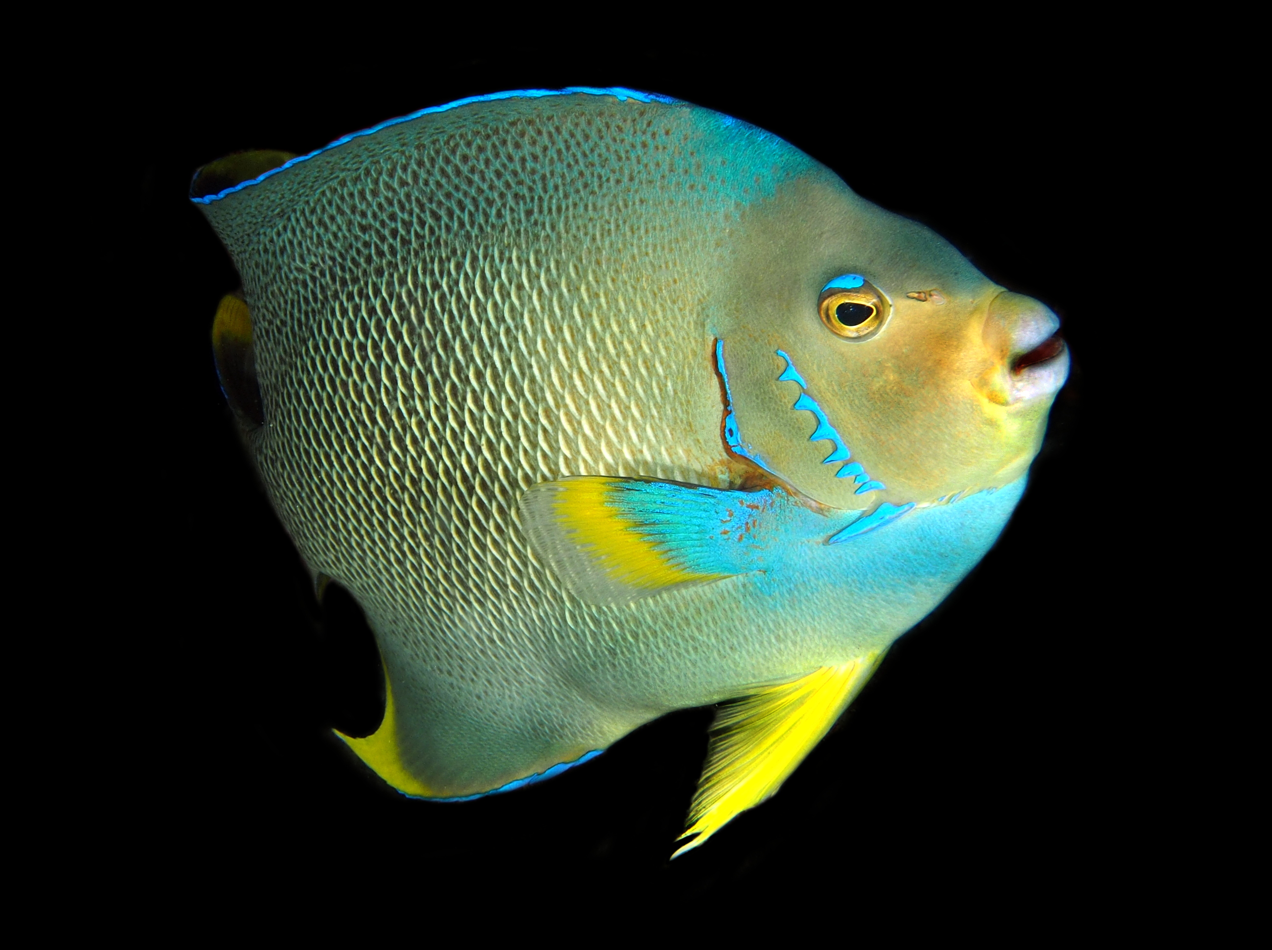 Blue Angelfish - Holacanthus bermudensis