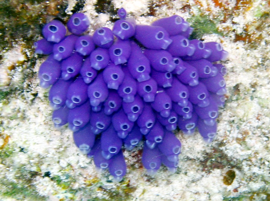 Blue Bell Tunicate - Clavelina puerto-secensis