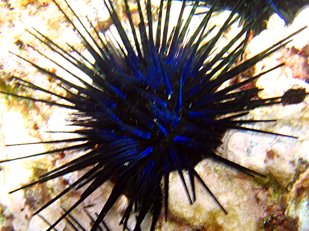 Blue-Black Urchin - Echinothrix diadema - Maui, Hawaii