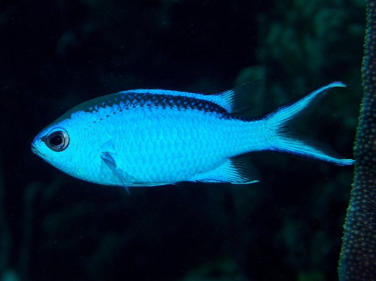 Blue Chromis - Azurina cyanea