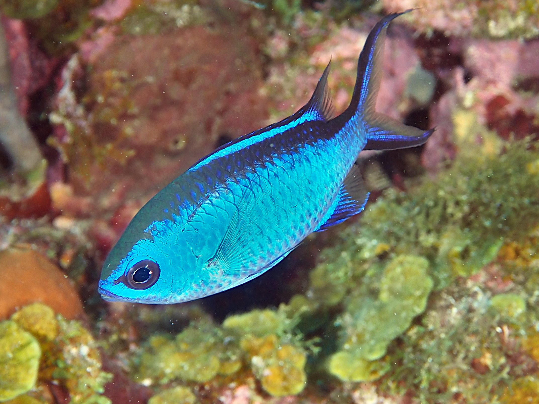 Blue Chromis - Azurina cyanea
