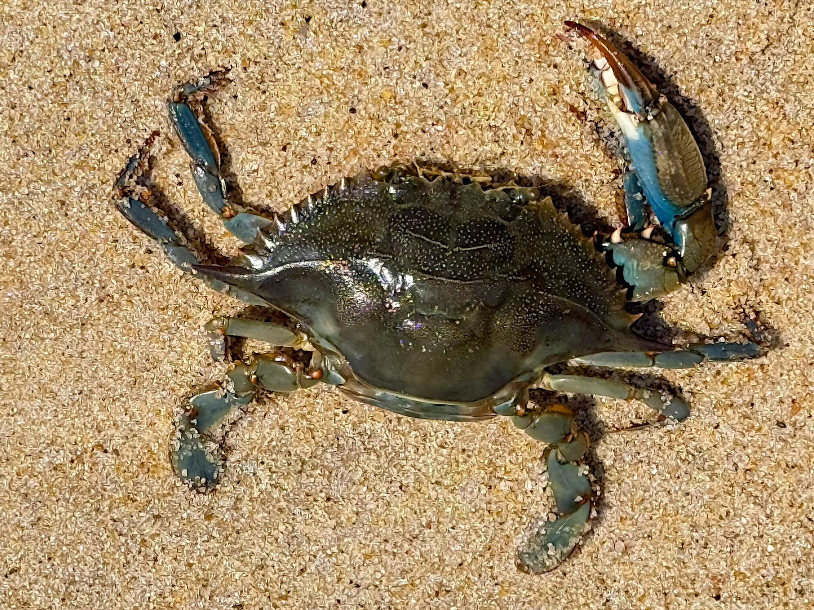 Atlantic Blue Crab - Callinectes sapidus