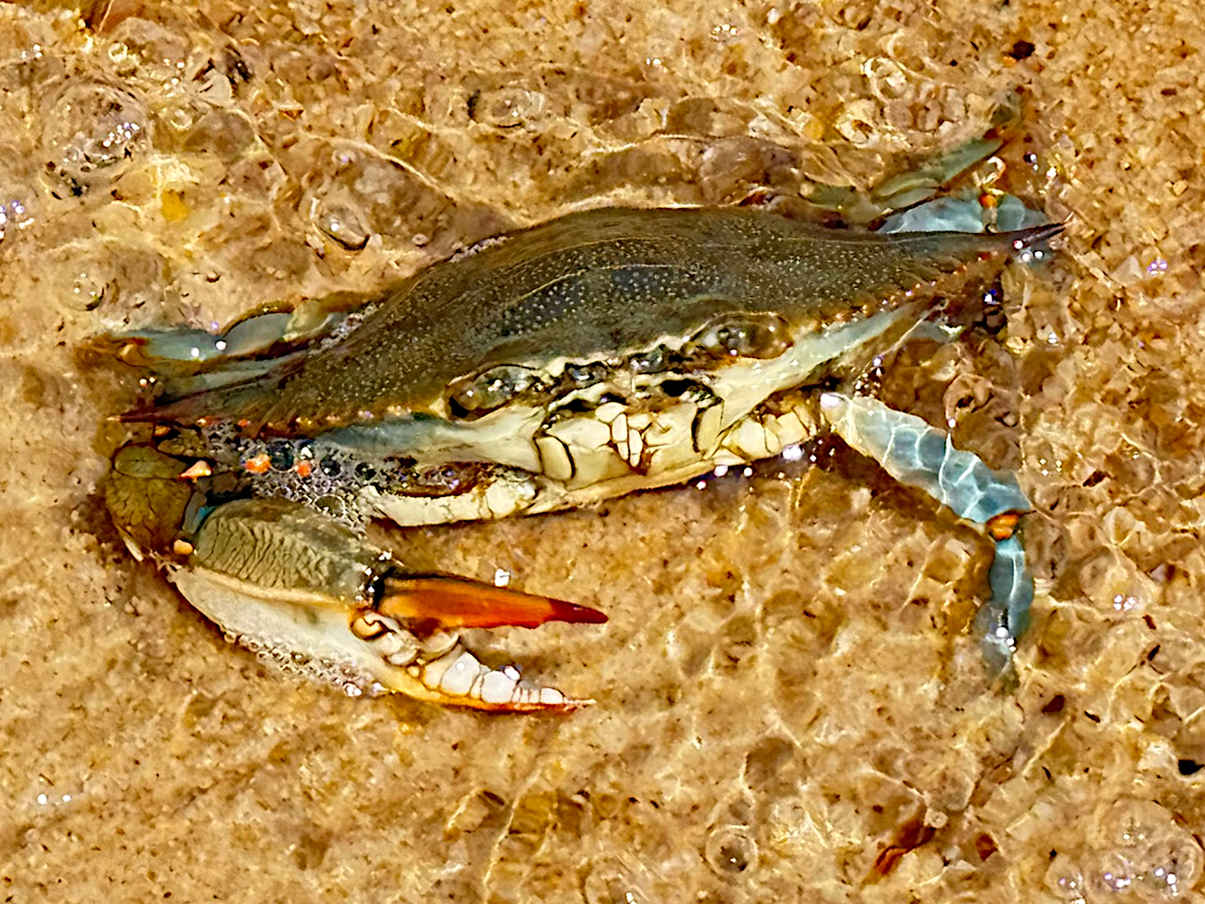 Atlantic Blue Crab - Callinectes sapidus