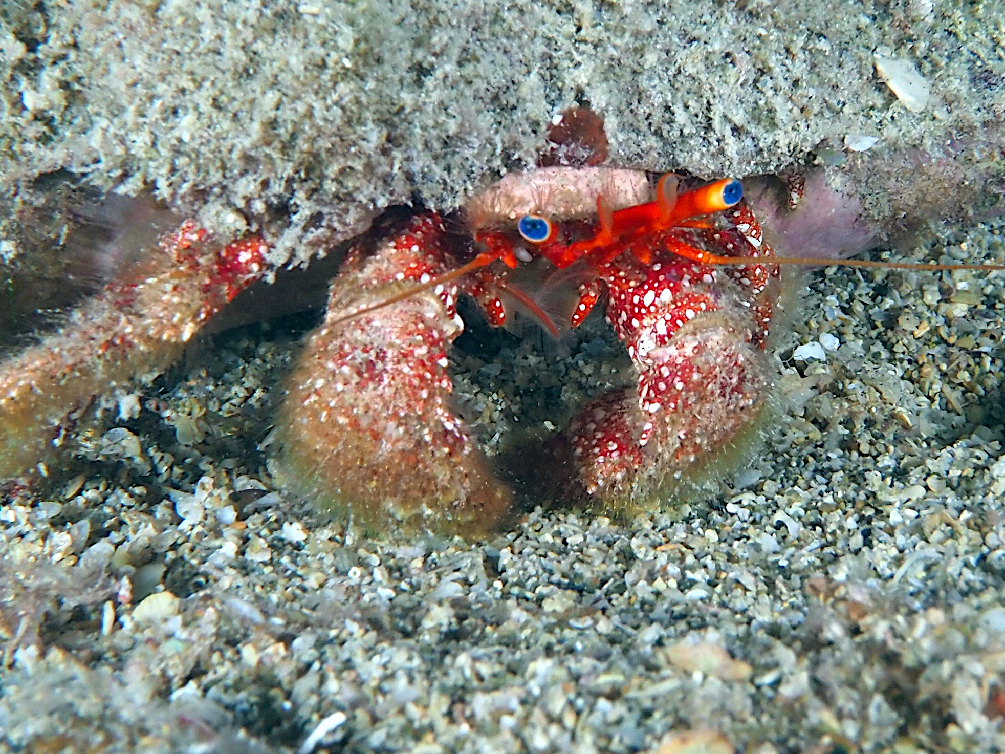 Blue-Eye Hermit Crab - Paguristes sericeus
