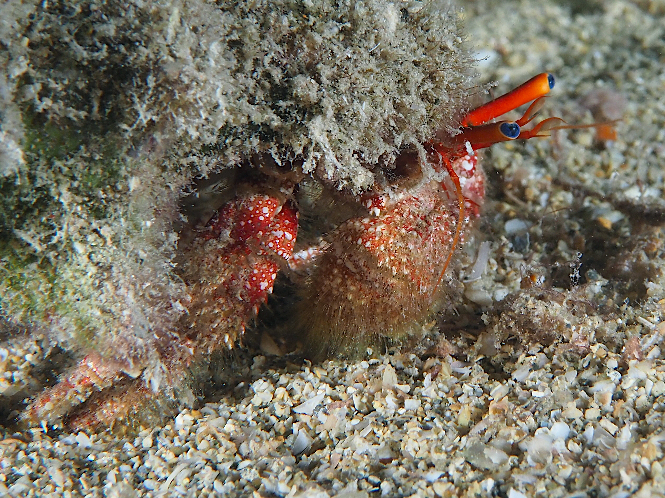 Blue-Eye Hermit Crab - Paguristes sericeus
