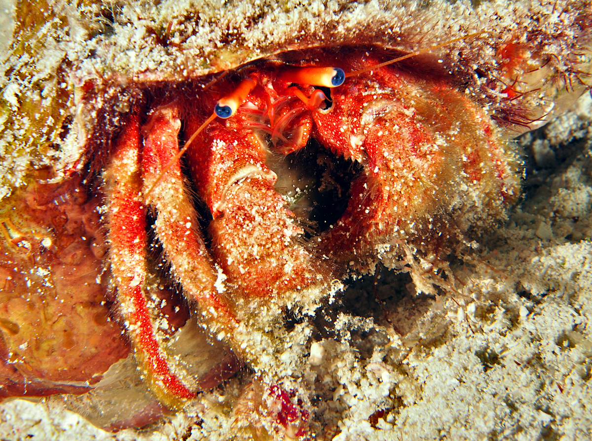 Blue-Eye Hermit Crab - Paguristes sericeus