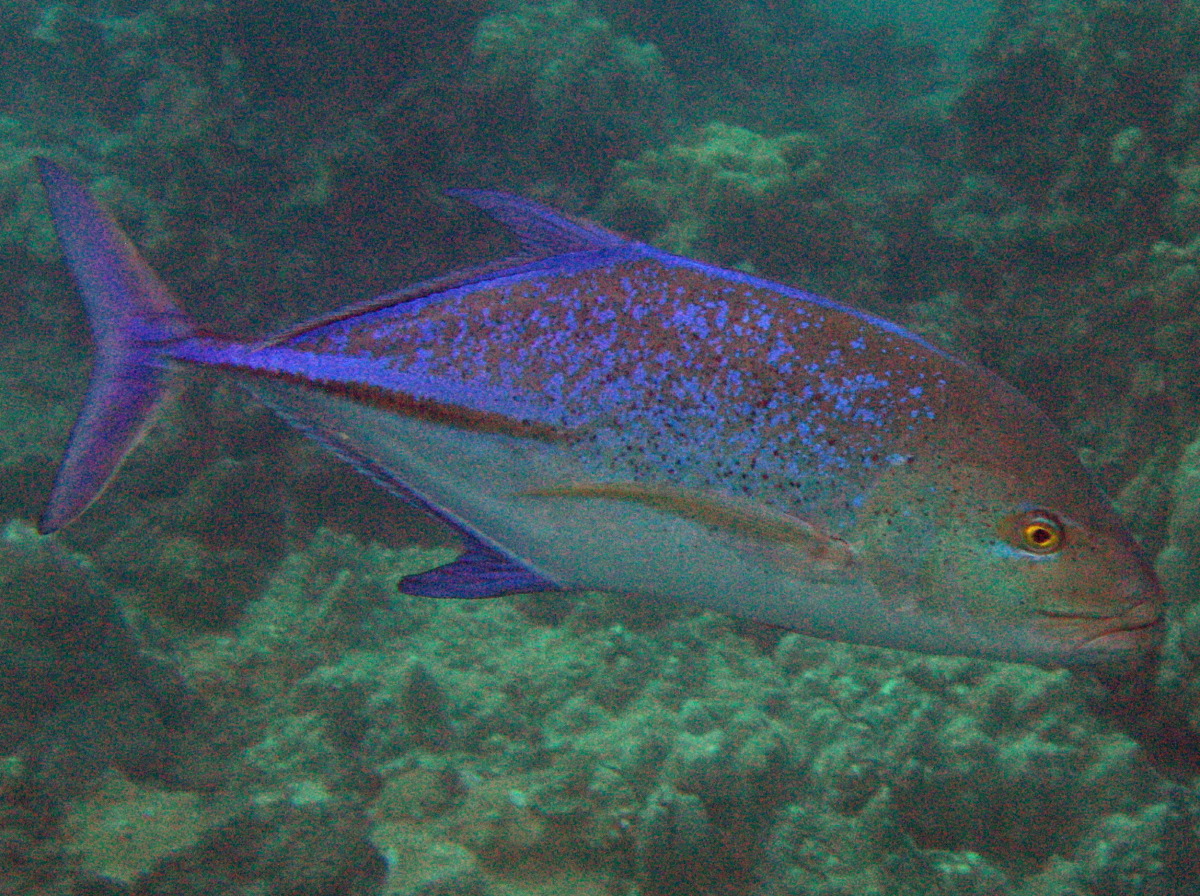 Bluefin Trevally - Caranx melampygus