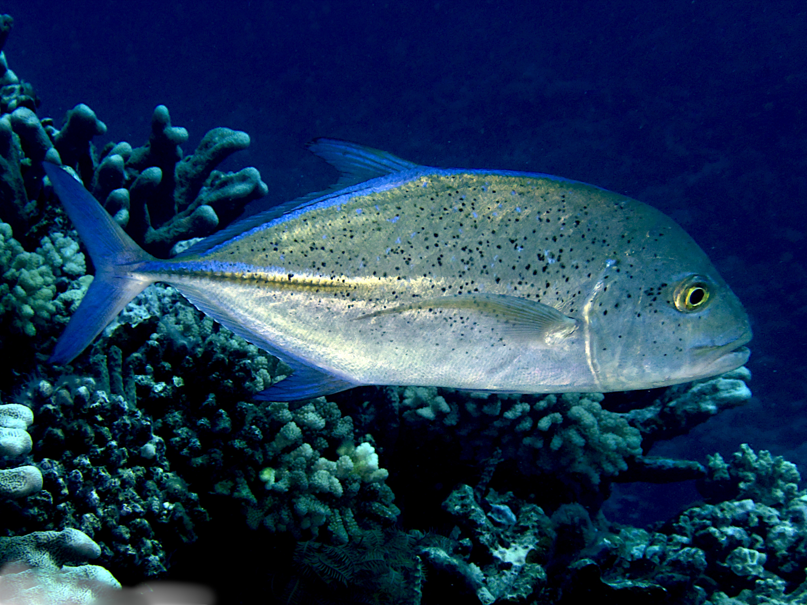 Bluefin Trevally - Caranx melampygus