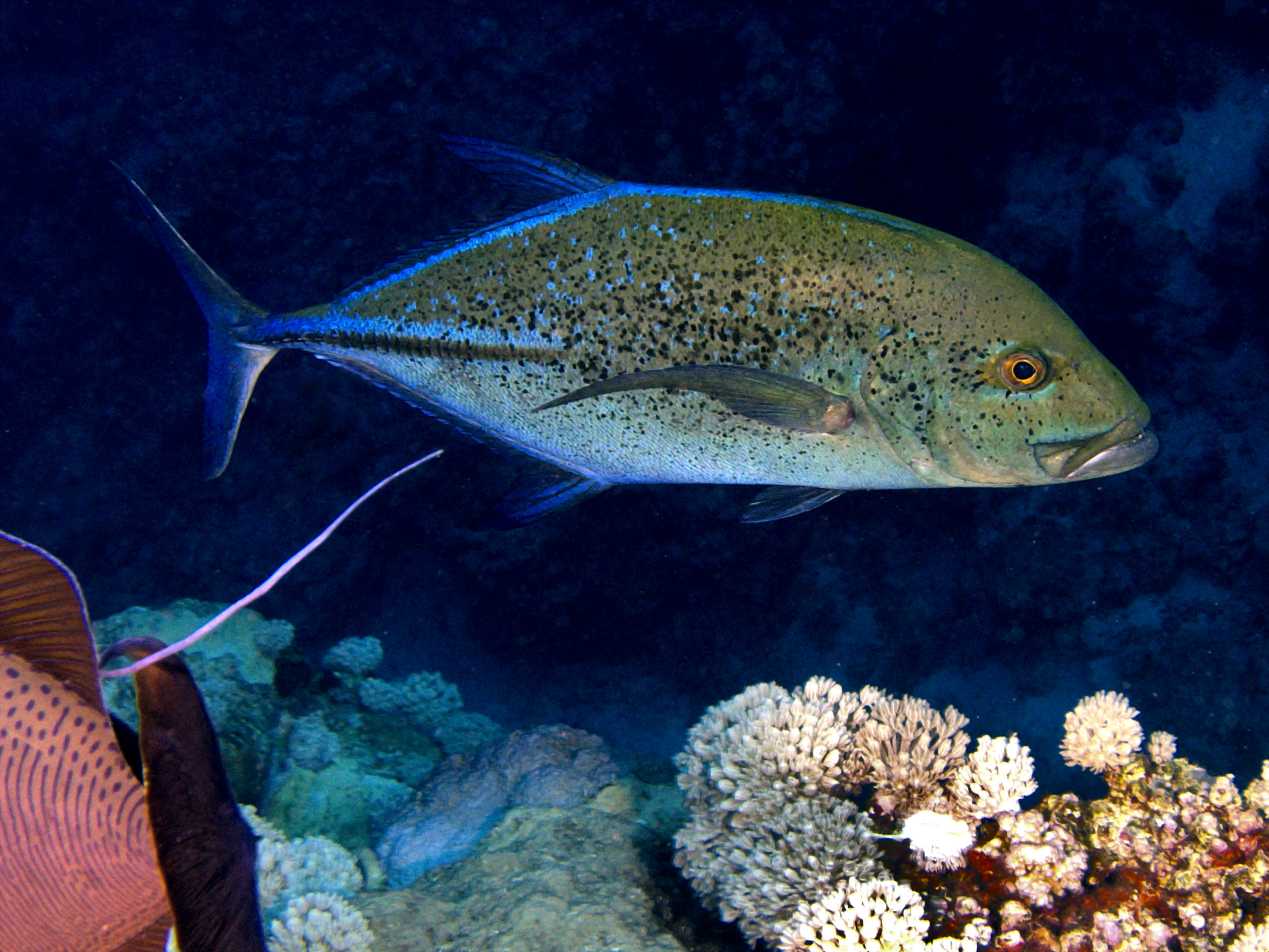 Bluefin Trevally - Caranx melampygus