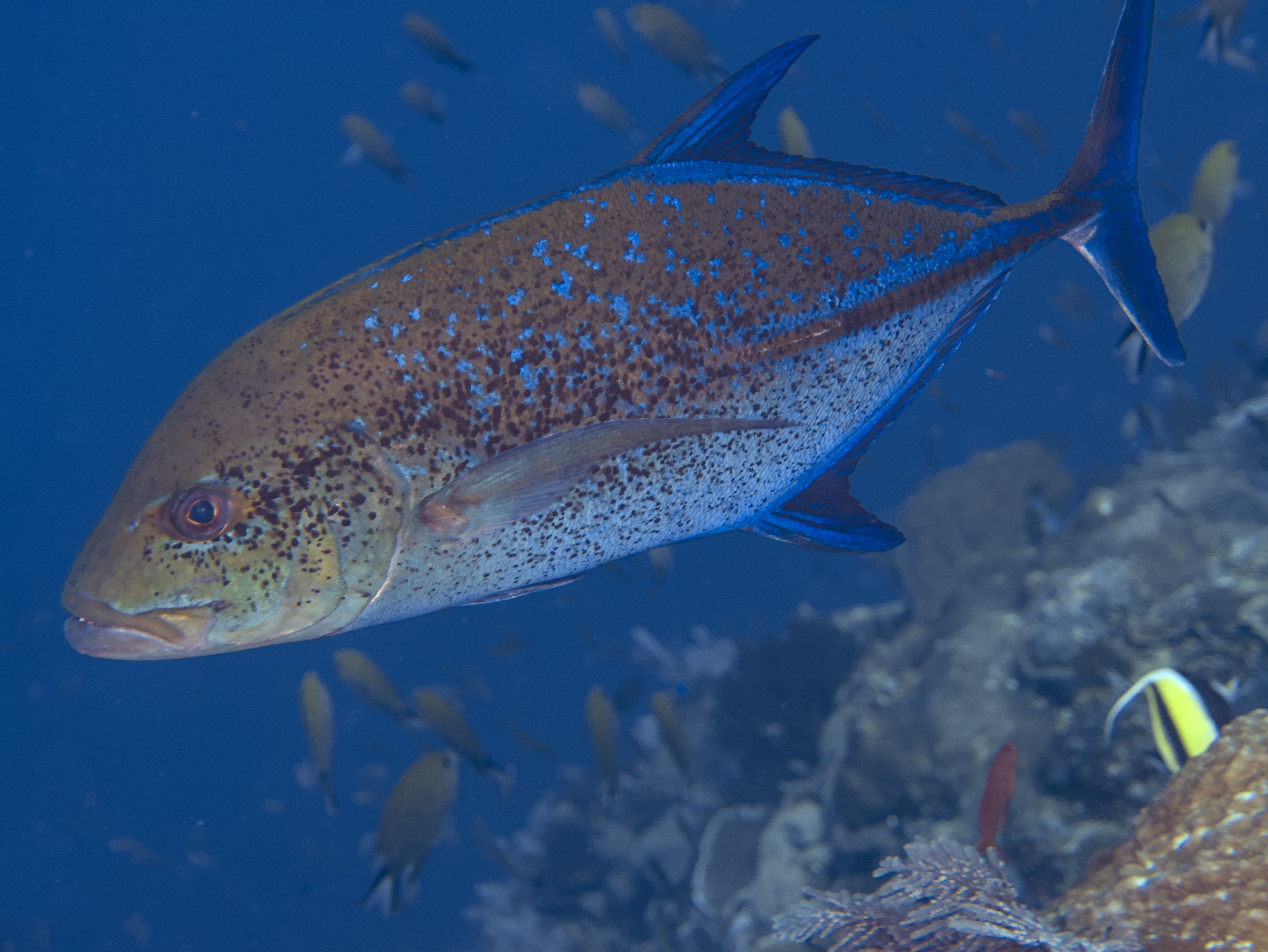 Bluefin Trevally - Caranx melampygus