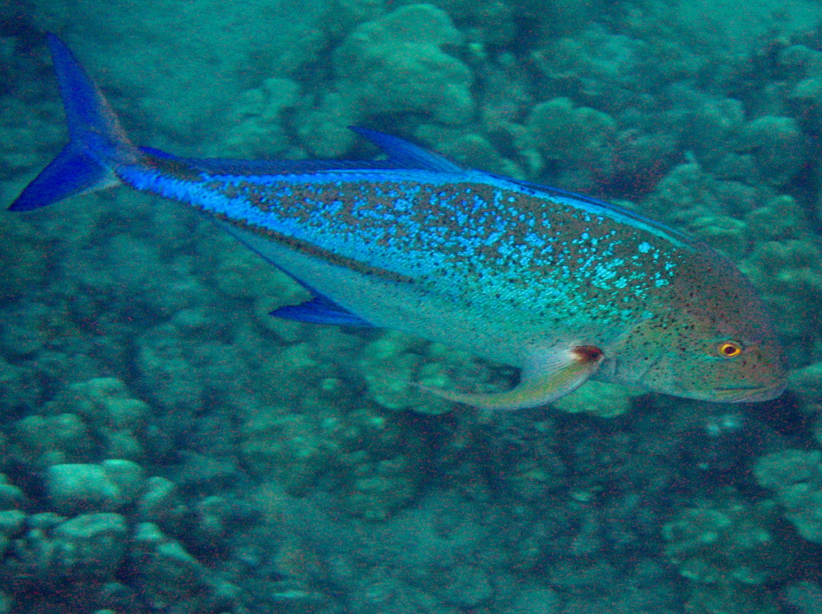 Bluefin Trevally - Caranx melampygus