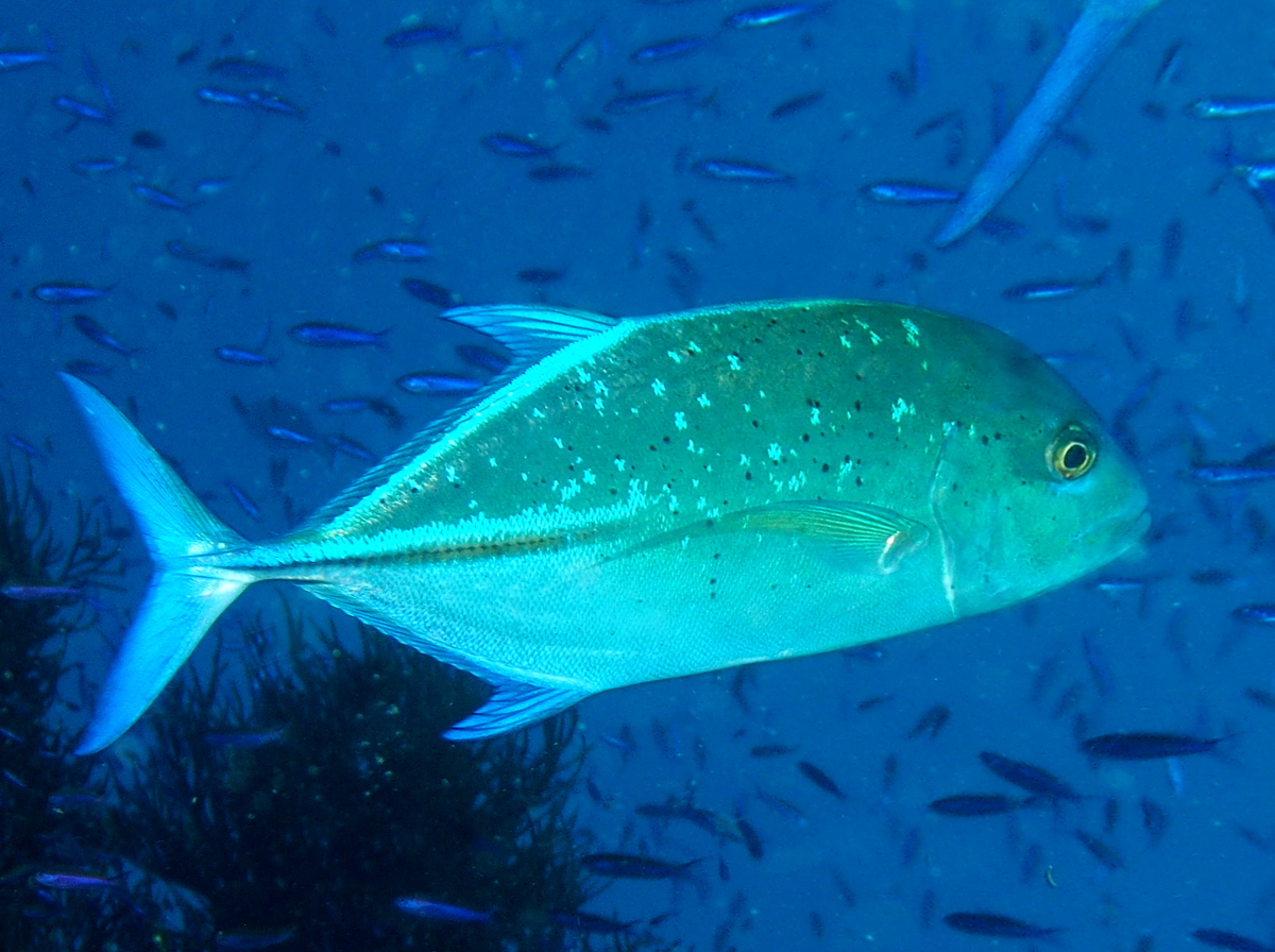 Bluefin Trevally - Caranx melampygus