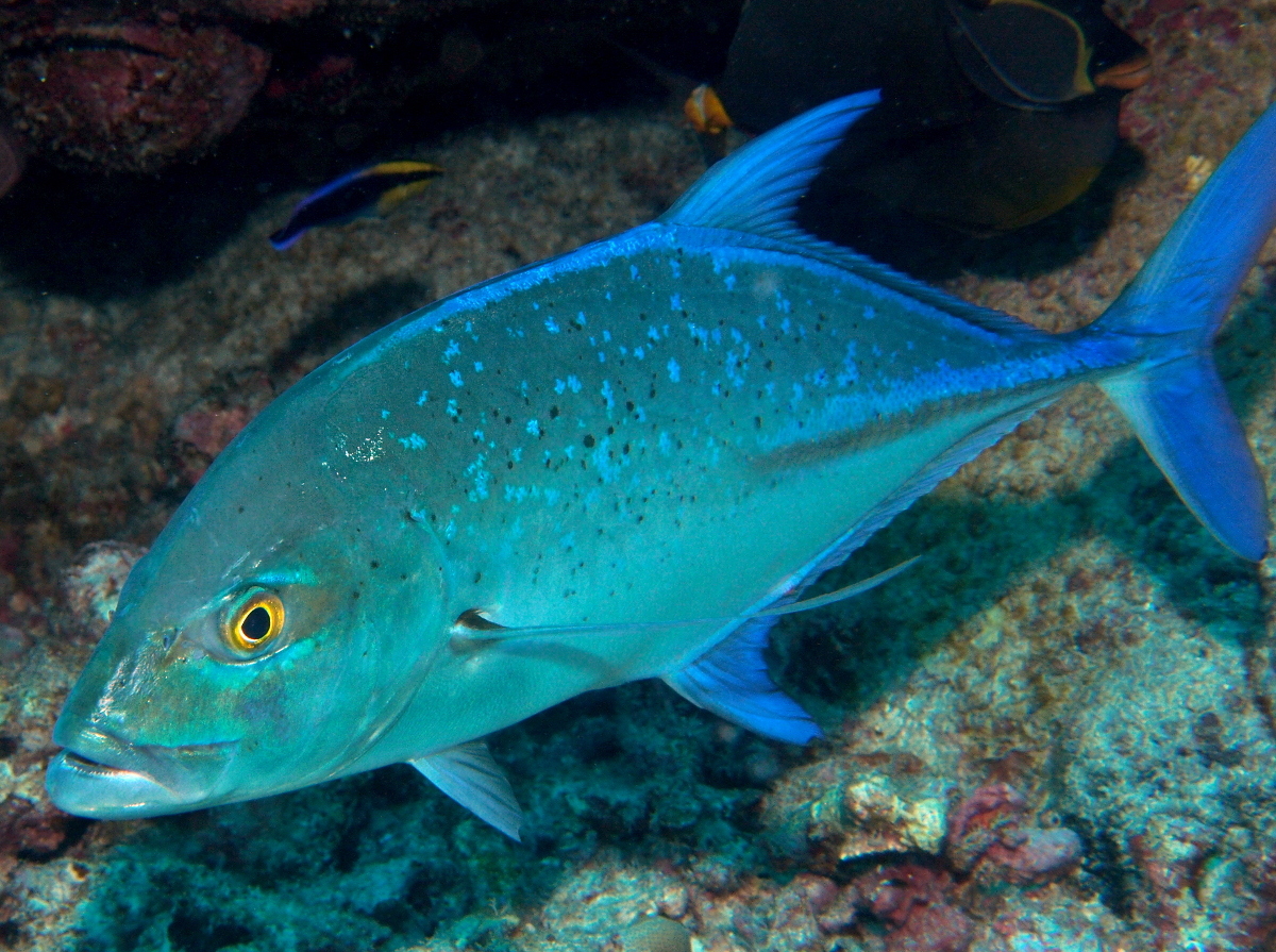 Bluefin Trevally - Caranx melampygus