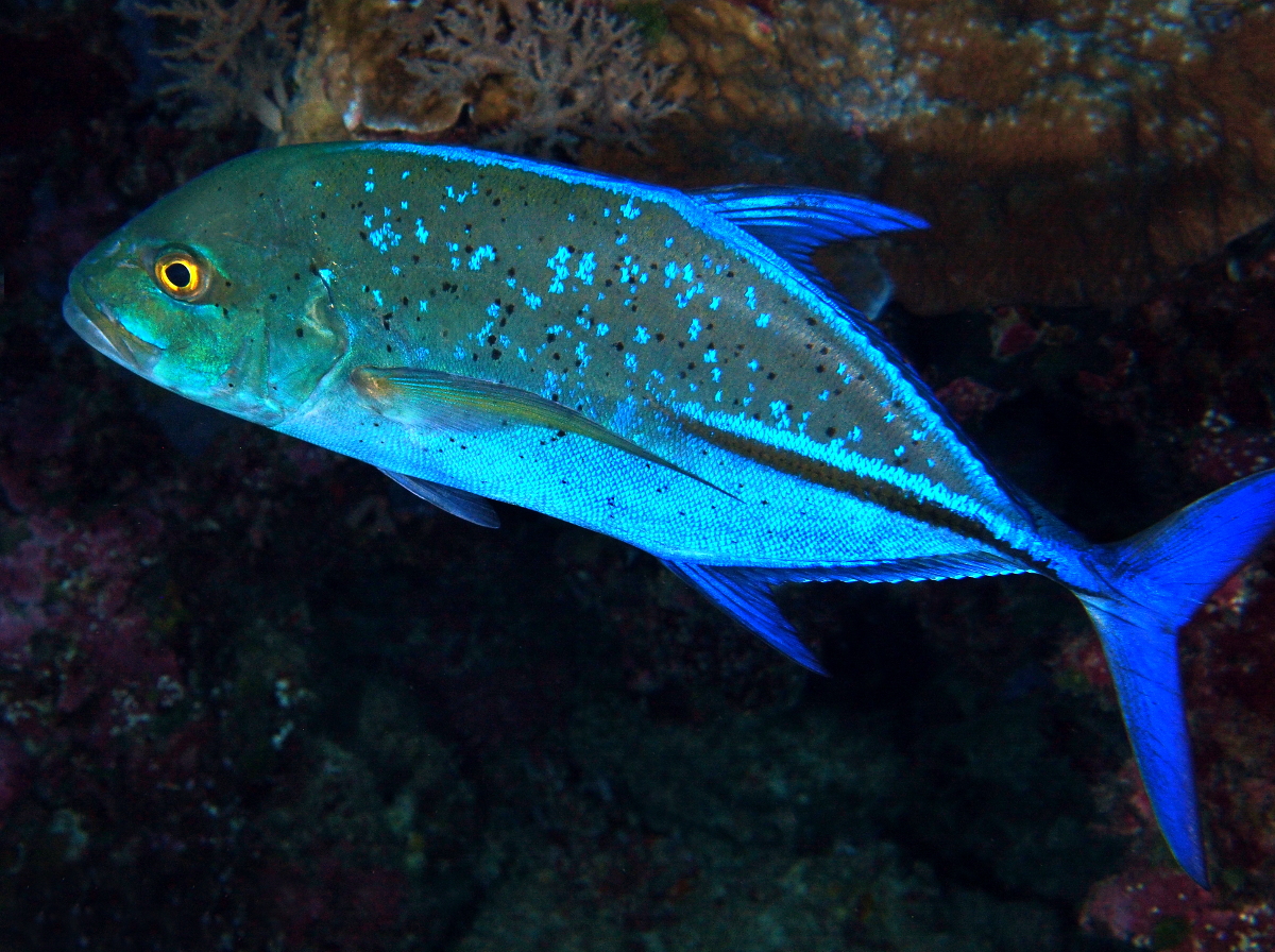 Bluefin Trevally - Caranx melampygus