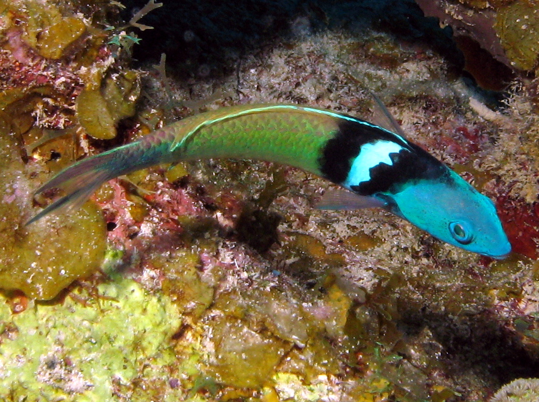 Bluehead - Thalassoma bifasciatum