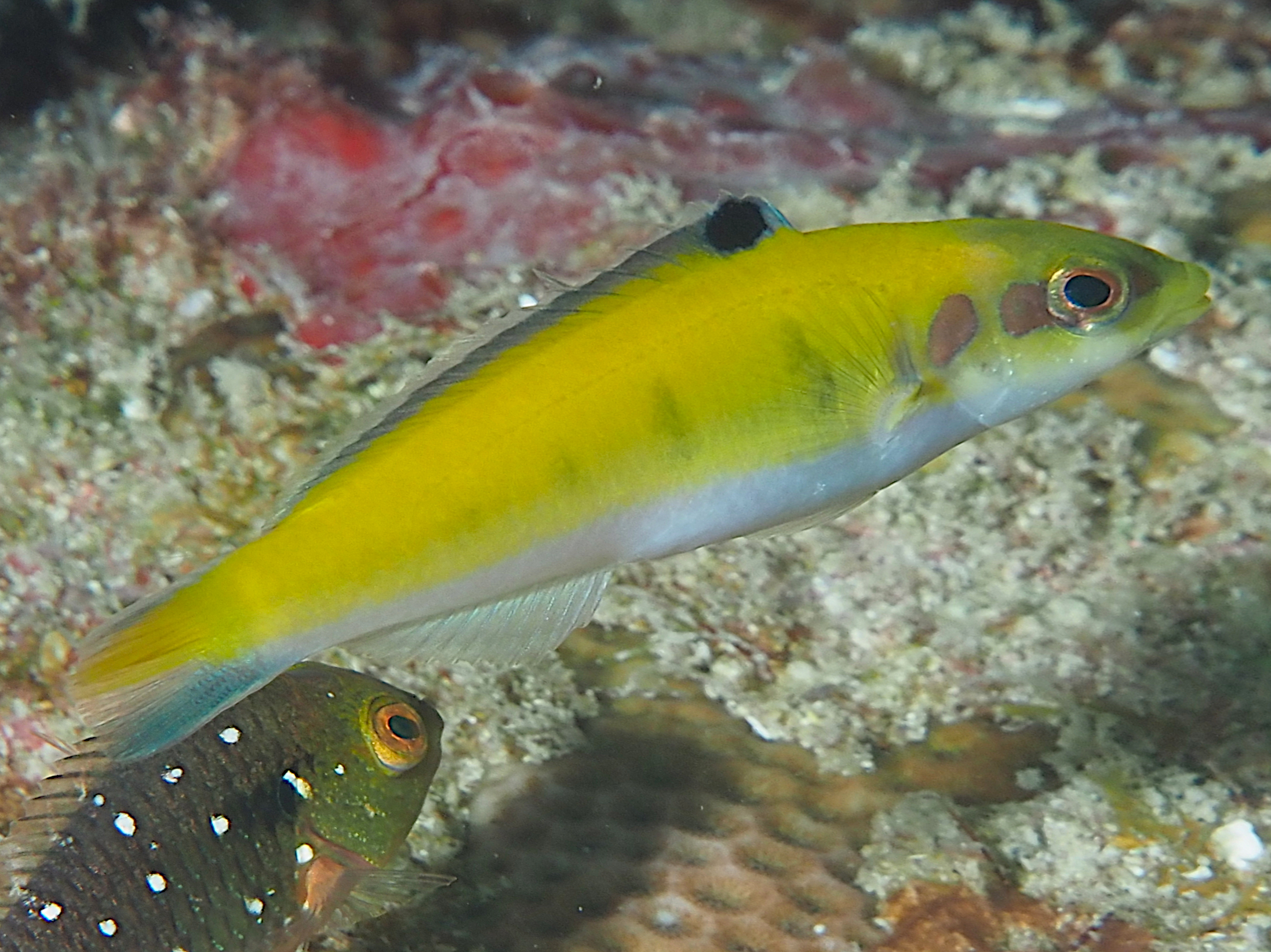 Bluehead - Thalassoma bifasciatum