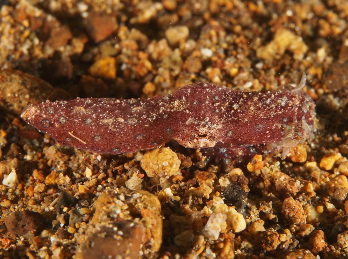 Blue-Ringed Octopus - Hapalochlaena spp.